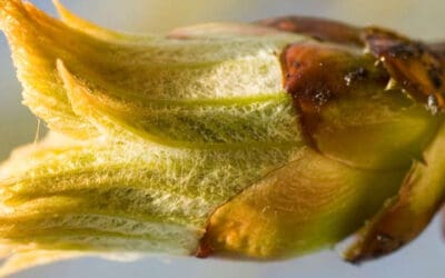 Chestnut Bud To Avoid Making Repeated Mistakes