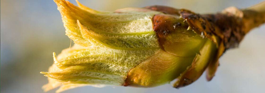 Chestnut Bud Chestnut Bud
